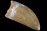 Serrated, Carcharodontosaurus Tooth - Gorgeous Enamel #85808-2
